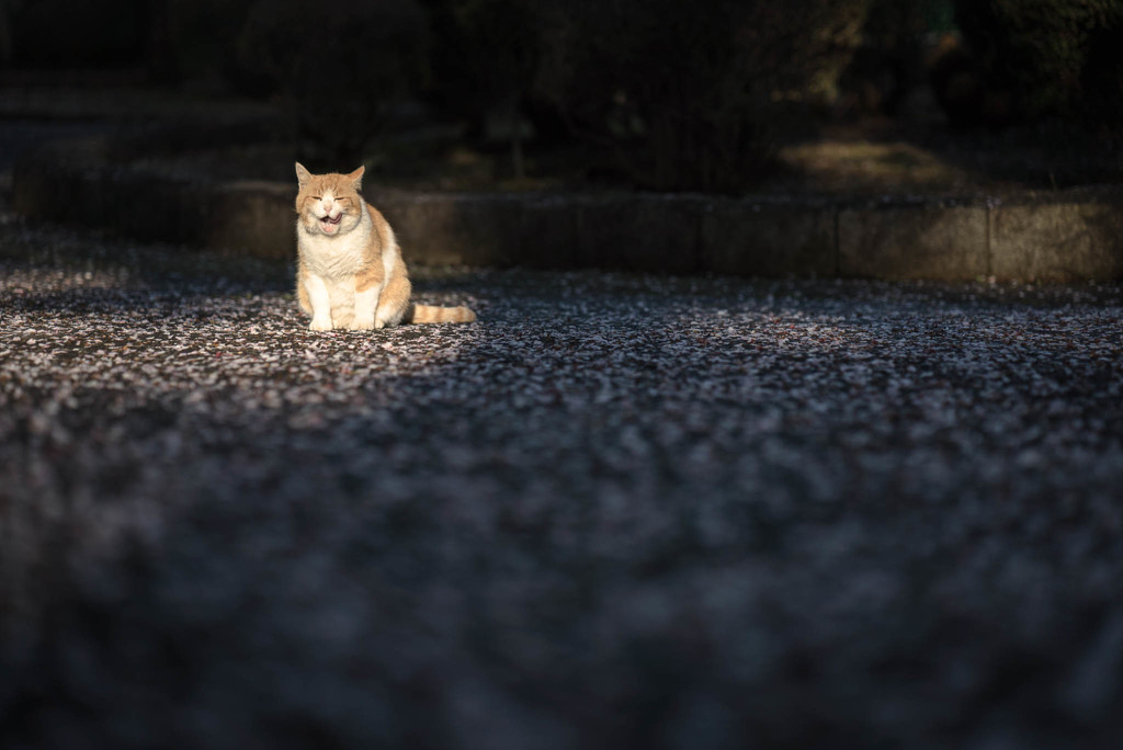 桜の樹の下で