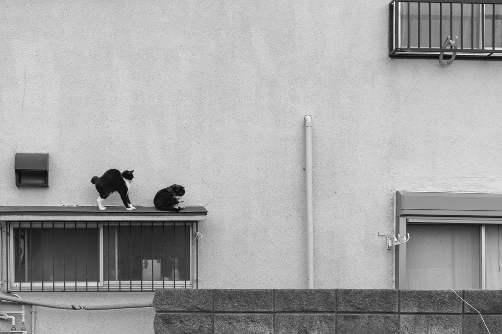 猫背