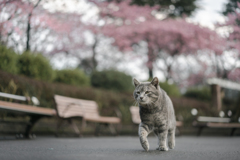 春のお散歩