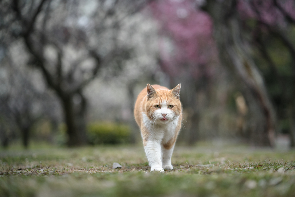春の色