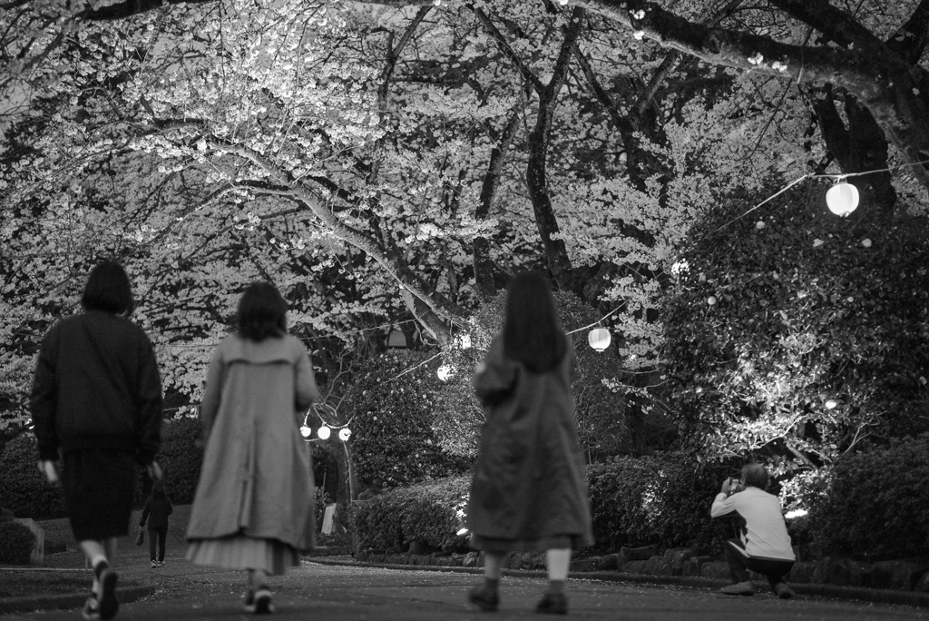 夜桜