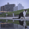 雨上がりの朝