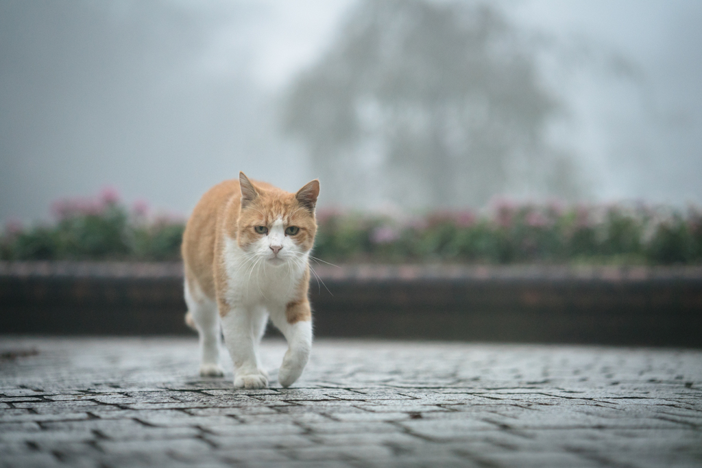 霧の朝