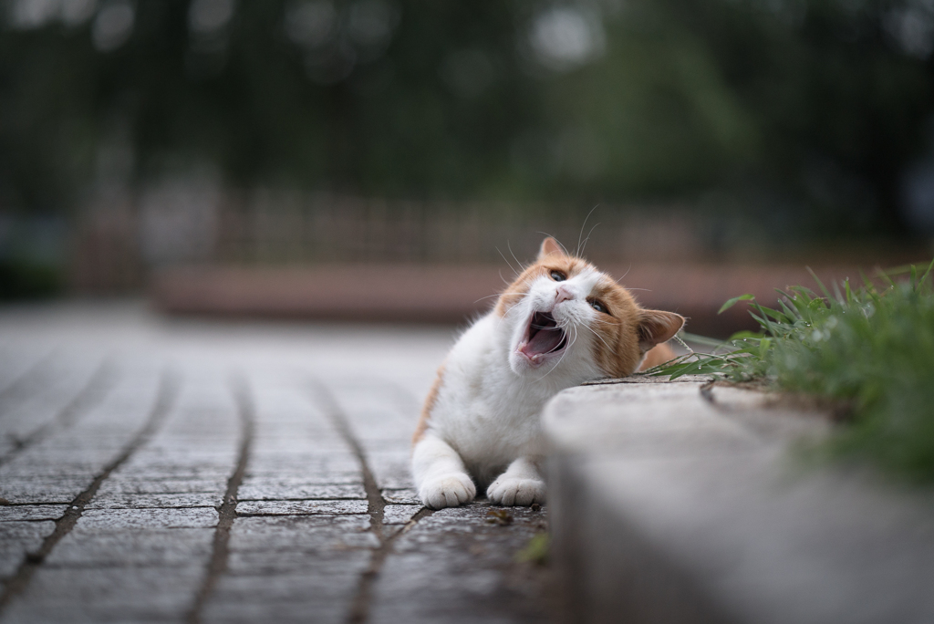 あくびの前