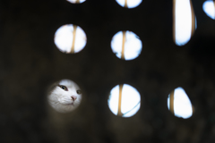 穴のむこう