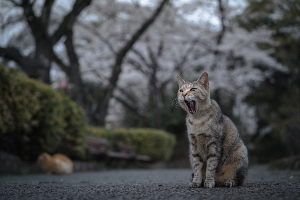 大あくび