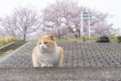 花曇り