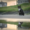 雨のあと、日の出のころに