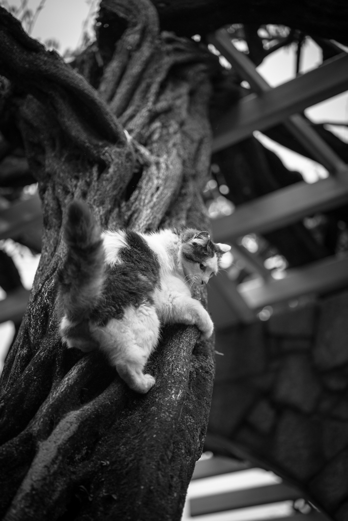 climber