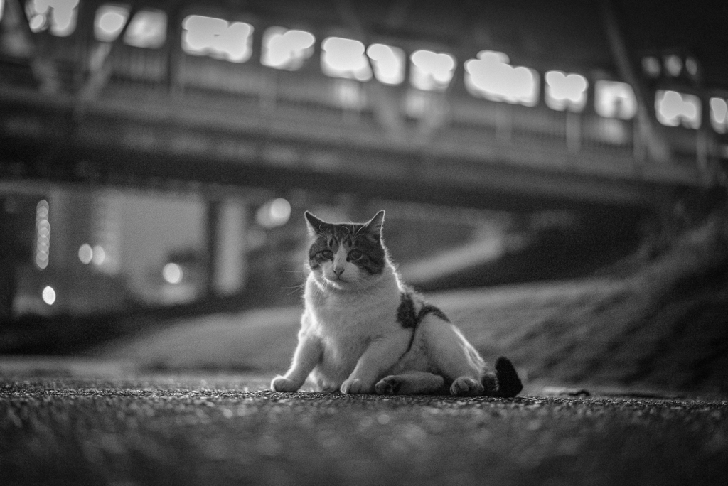 横座り