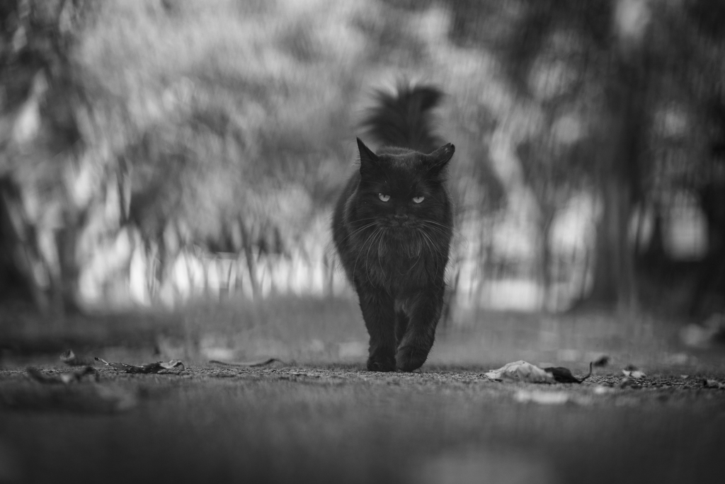 黒猫