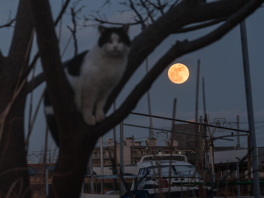 full moon