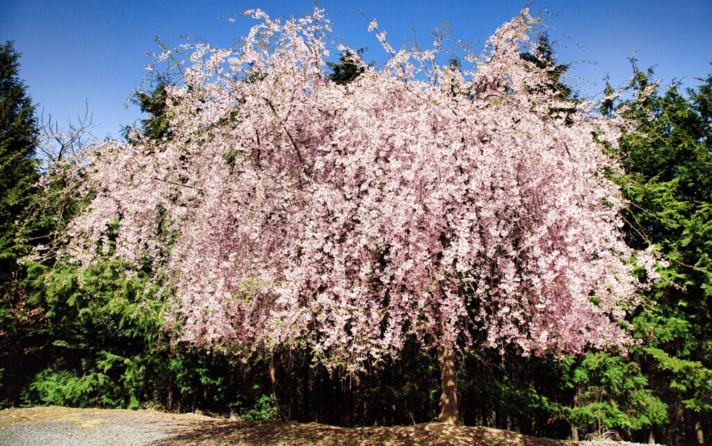 枝垂桜