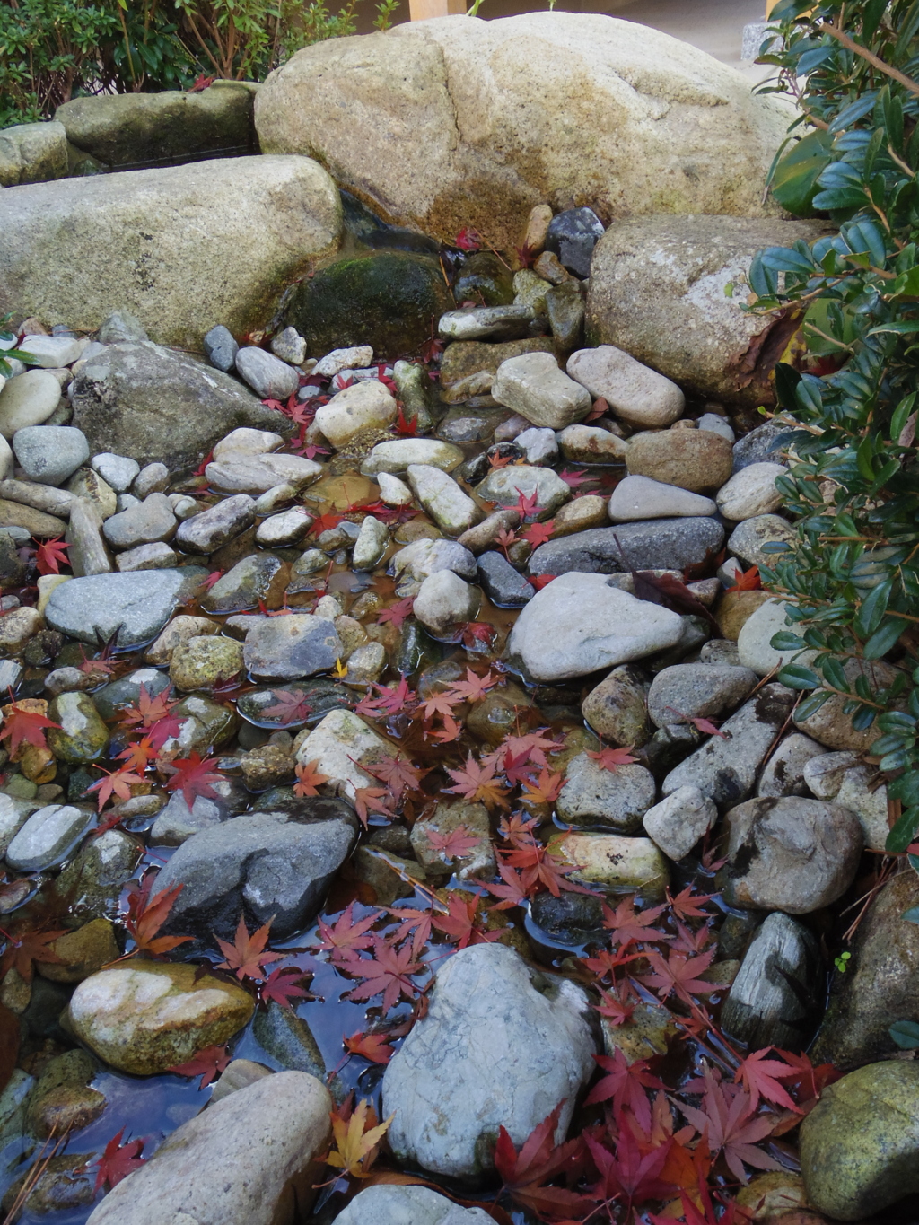 IMGP1454a