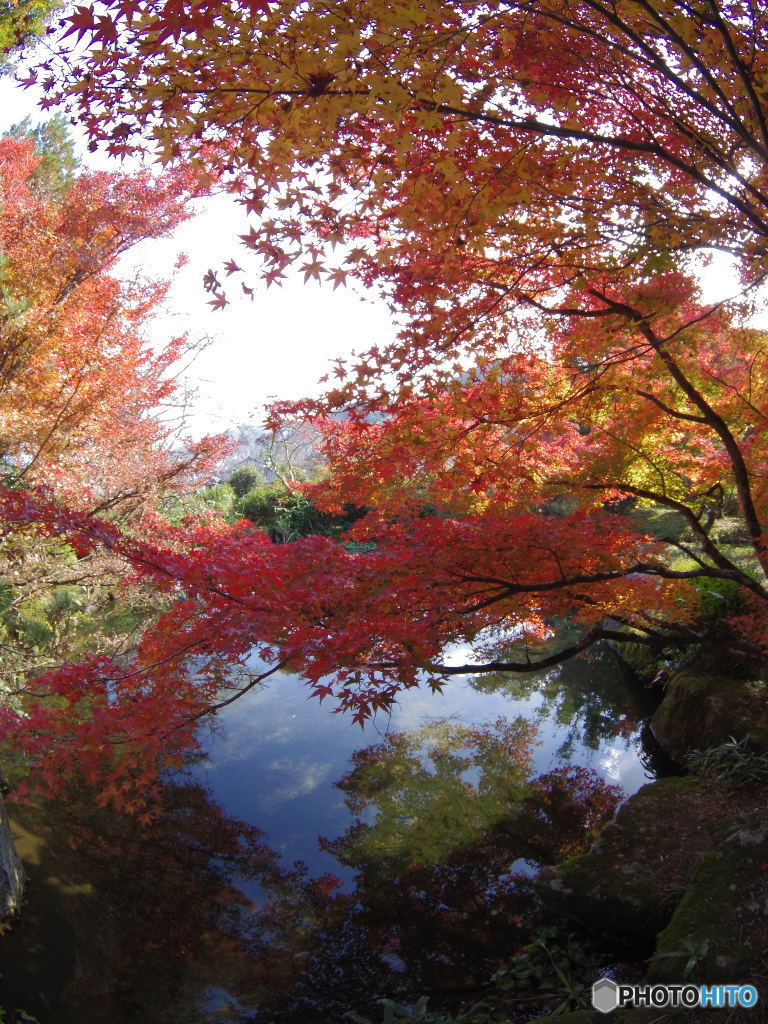 紅葉