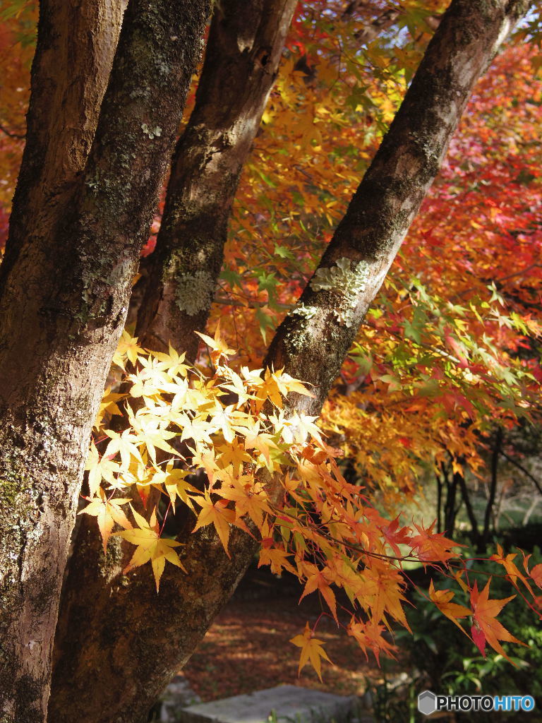 紅葉