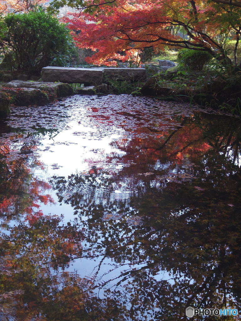 紅葉