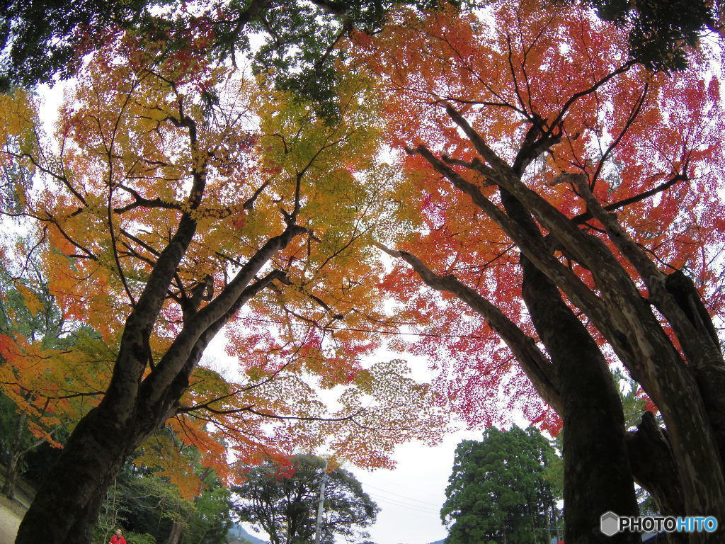 紅葉