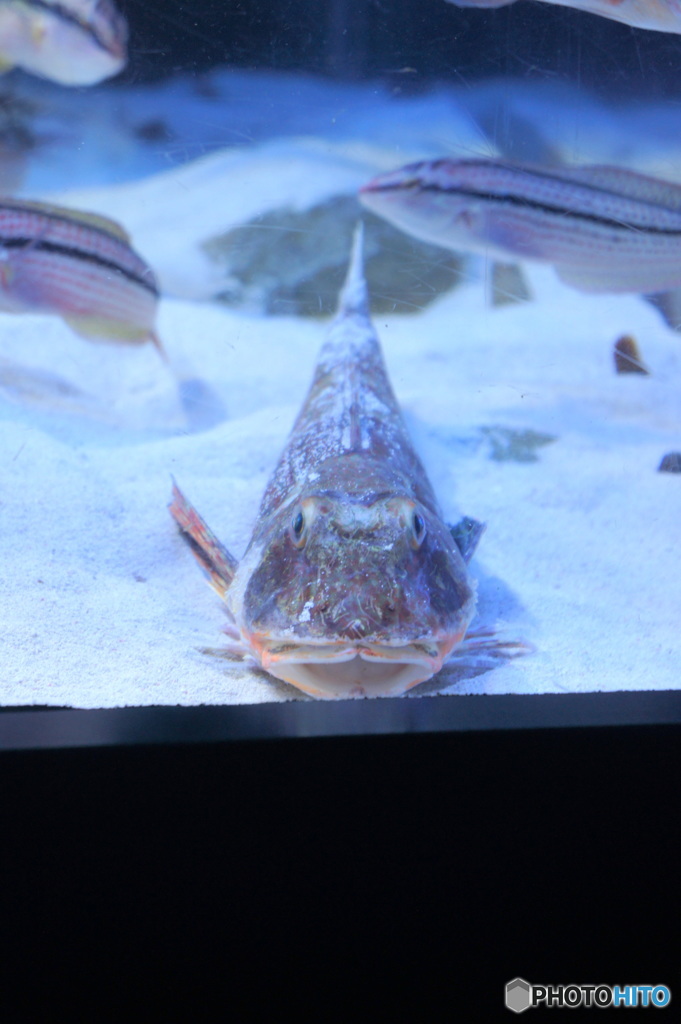 にらめっこ