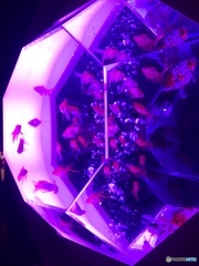 金魚の宝石