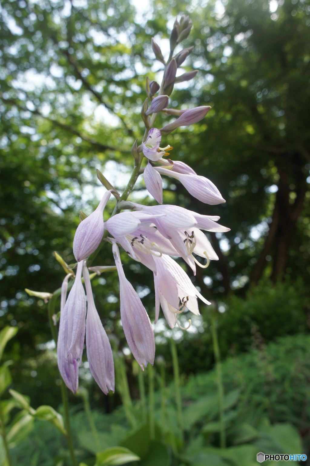 あの日見たこの花の名前を僕は知らない（知りたい）