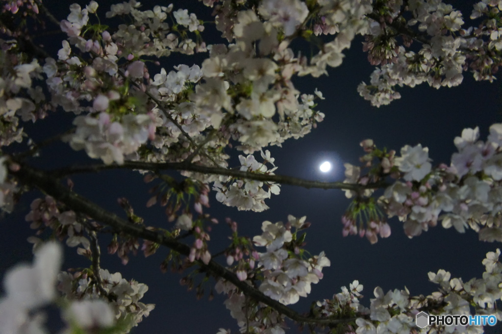 月の花びら