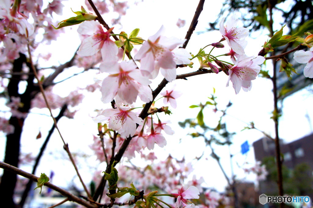 雨に濡れる桜