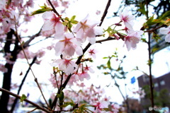 雨に濡れる桜