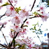 雨に濡れる桜