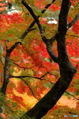 紅葉