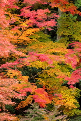 紅葉