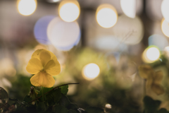 小さいみつけた。