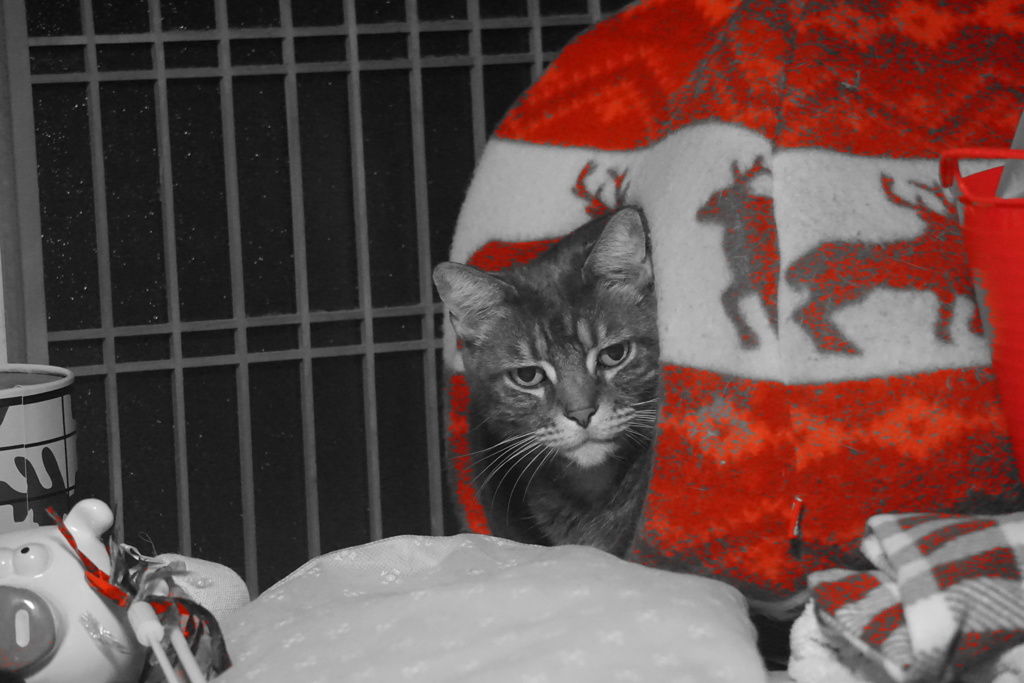 クリスマスが待ち遠しいにゃ！