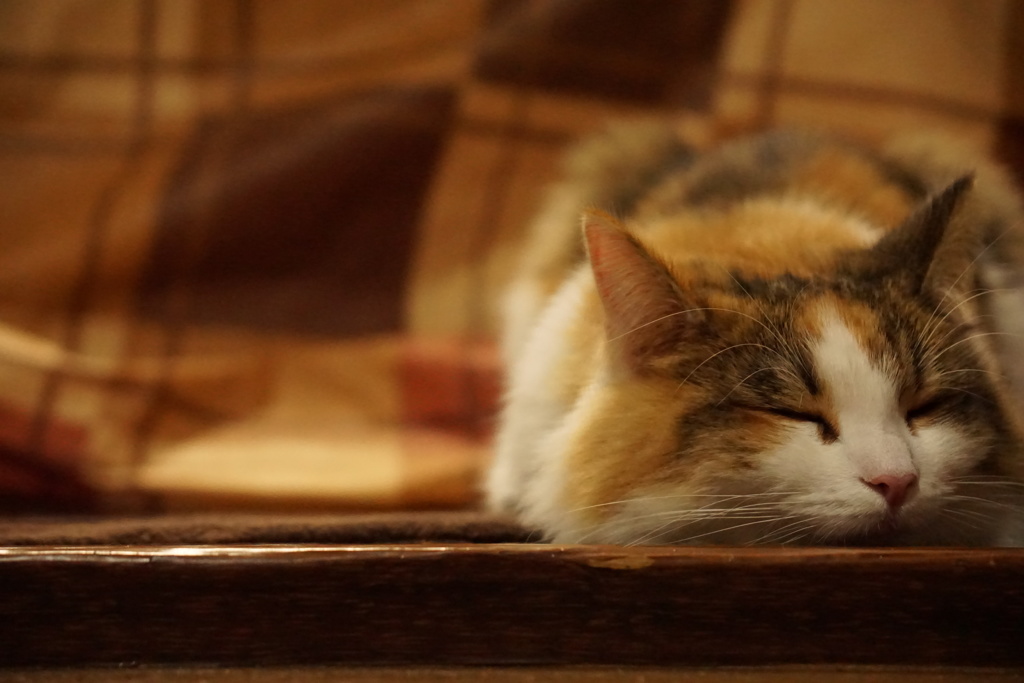 おやすみなさい(*'ω'*)