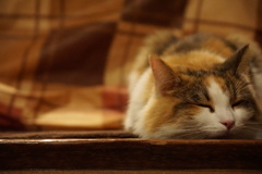 おやすみなさい(*'ω'*)