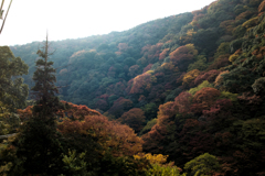 箕面の山