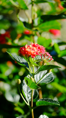 DSCF9404