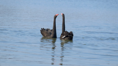 黒鳥の夫婦？