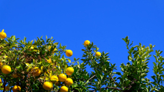 DSCF9666_HDR2