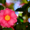 DSCF9798