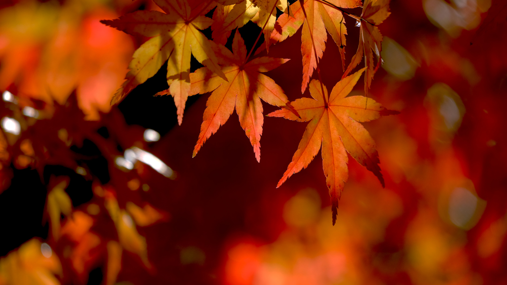 紅葉するカエデ