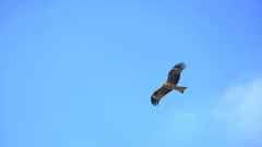 低空飛行するトンビ