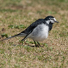 DSCF4156t