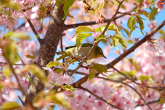 DSCF2490