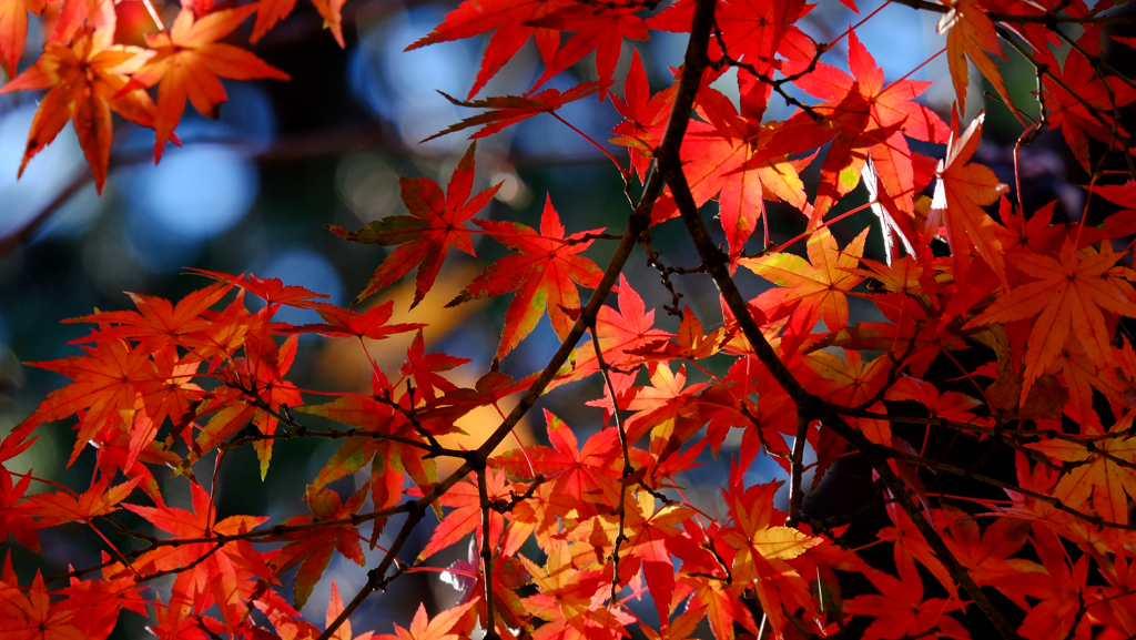 紅葉するカエデ