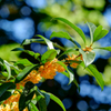 DSCF8807_8_9_icc