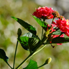 DSCF9408