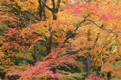 紅葉