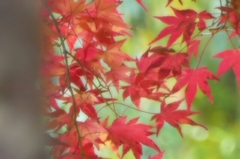 紅葉 もみじ