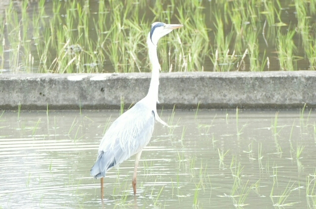 野鳥